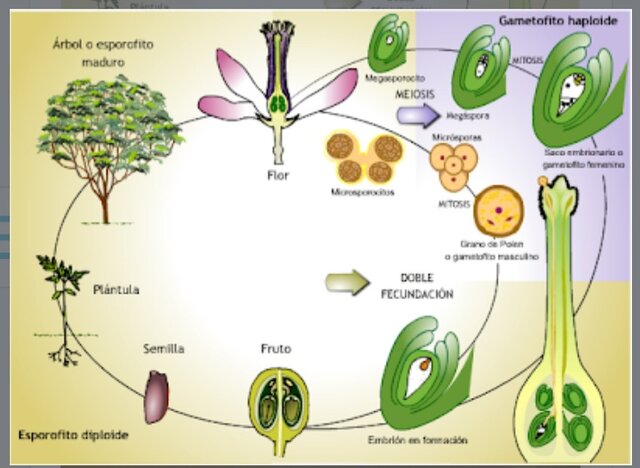 Reproduccion sexual en las plantas.