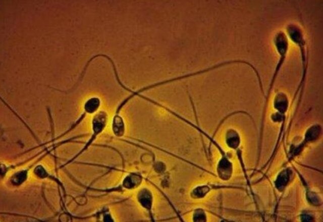 Se contempla el esperma animal a traves del microscopio