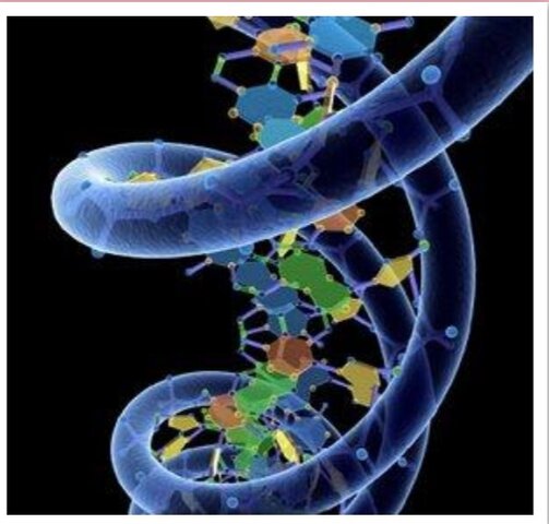 Kossel determina la estructura de los acidos nucleicos