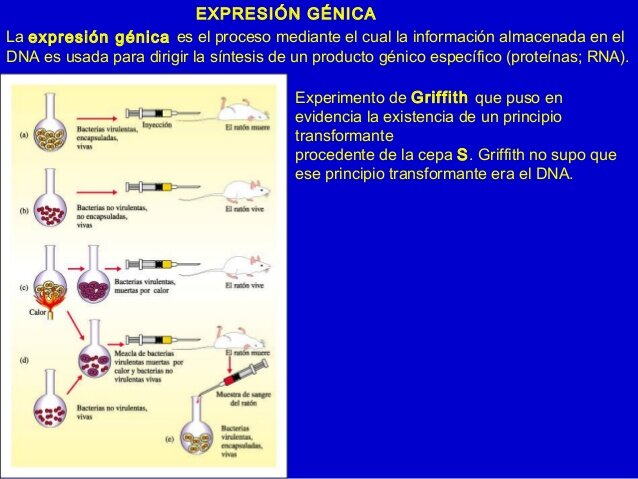 Primer experimento de génica