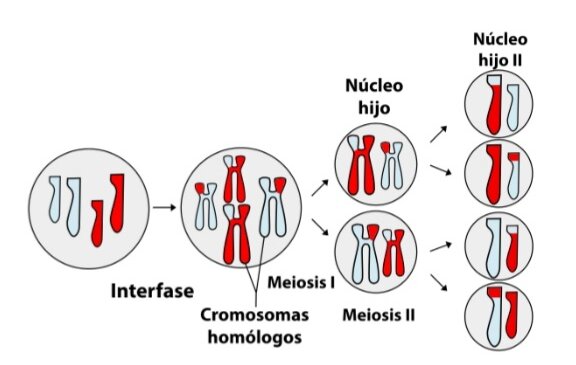 Cromosomas en la meiosis