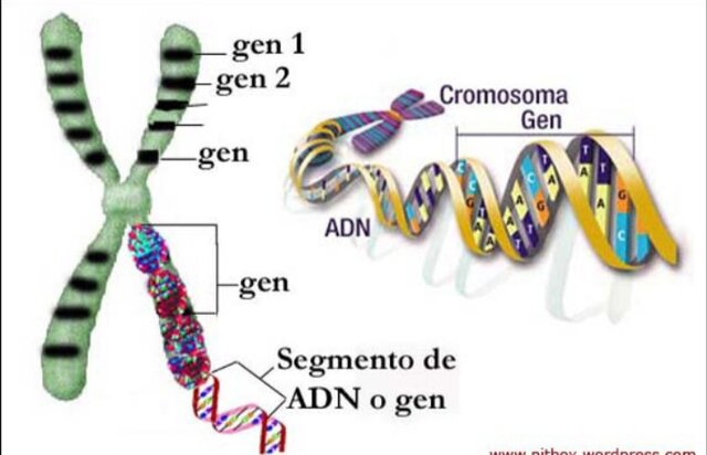 Relacion entre genes y cromosomas