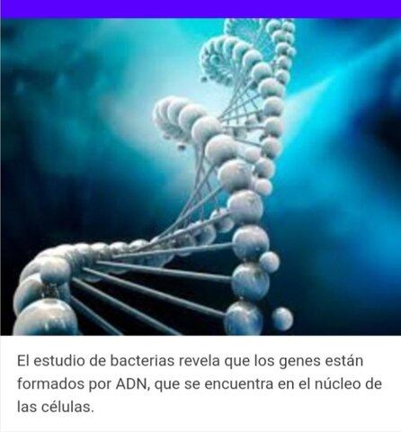 Revela que los genes estan formados por ADN  que se encuentra en el núcleo de las célula