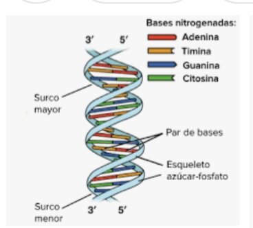 JamesWatson y Francis Crick descubren como esta hecha la molecula de ADN.Con forma de doble hélice