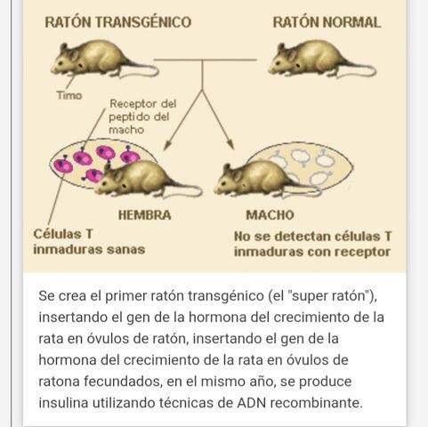 Se crea el primer animal transgénico