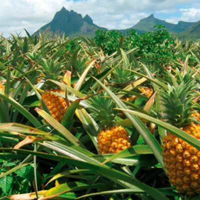 Timeline: Cultivo de Piña (Ananas comosus)