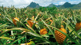 Timeline: Cultivo de Piña (Ananas comosus)