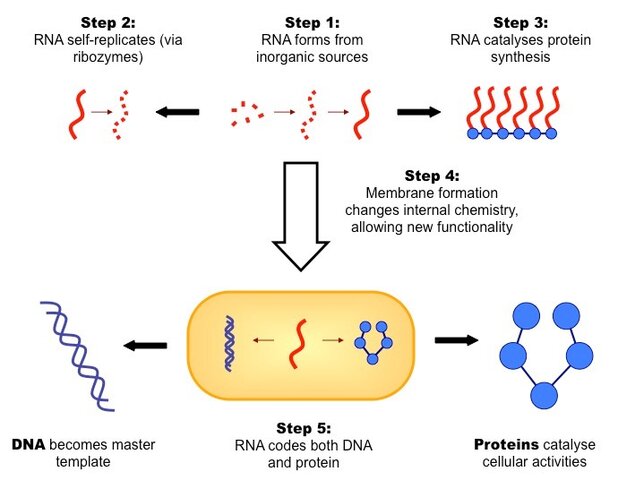 RNA self-replication - Francis Crick 1982 - Whitehead Institute for Biomedical Research - 1995