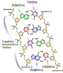 Estructura química del ADN