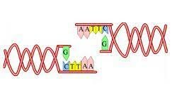 Experimentación de ADN recombinante