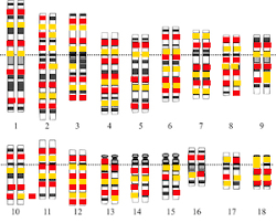 Secuencia del genoma humano