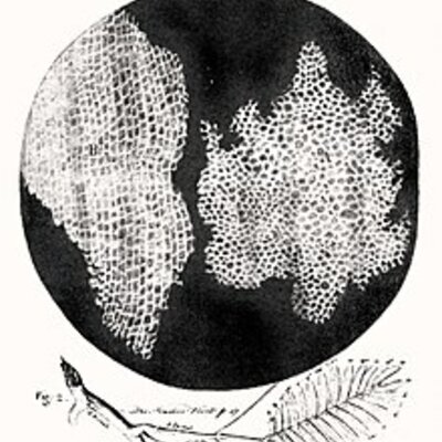 Timeline: DESCUBRIMIENTO DE LA CELULA