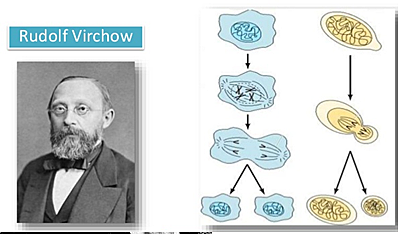 Rudolf Virchow
