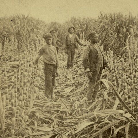Cubans distroying sugar canes