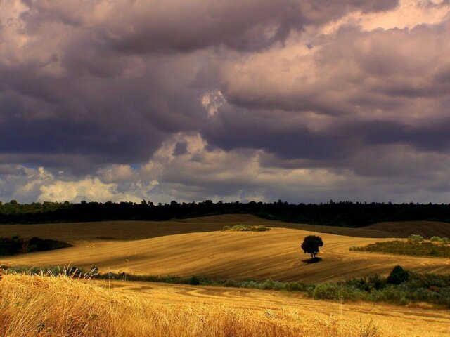 Publicación Campos de Castilla