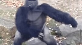 Timeline: Time Capsule 1980's