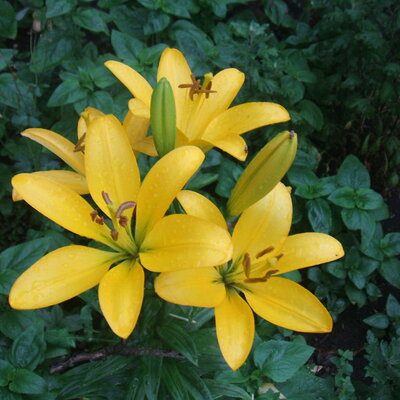 Timeline: Квіти і я