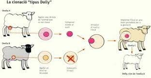 FETS CULTURALS I ESDEVENIMENTS