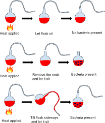 Pasteur - spontaneous generation