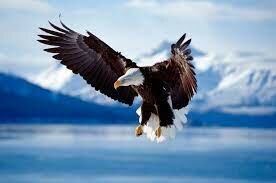 endangered species act