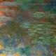 Water lilies at sunset