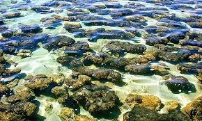 1st life forms: 4:10