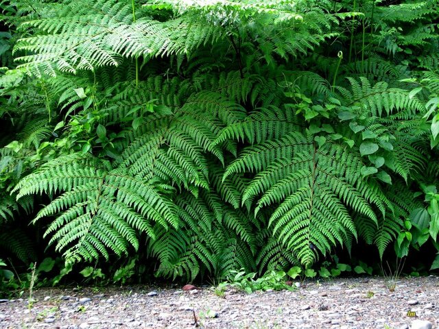 First terrestrial plants (gymnosperms): 21:48