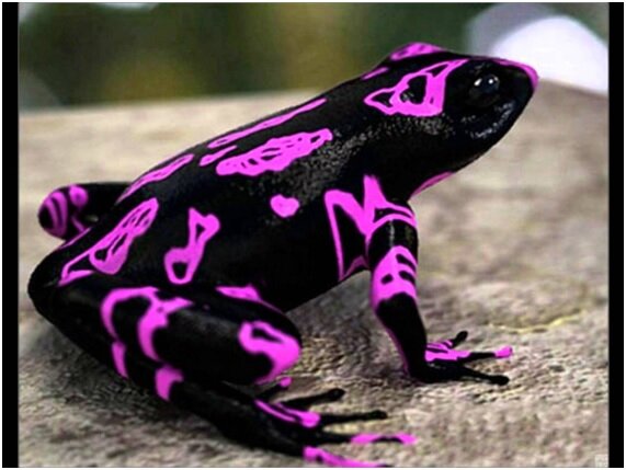 Amphibian age: 22:13