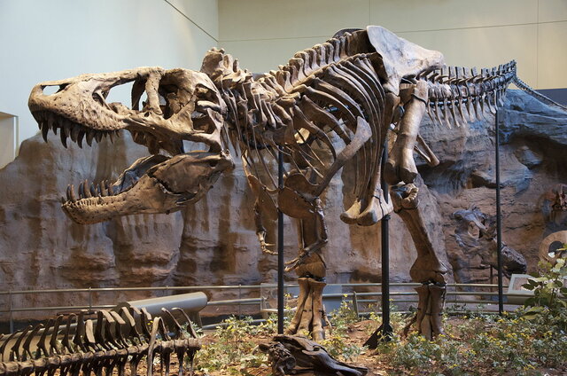 1st dinosaurs and mammals: 22:44