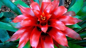 1st angiosperms: 23:22