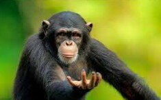 The Lone Ranger (A show 1940s)