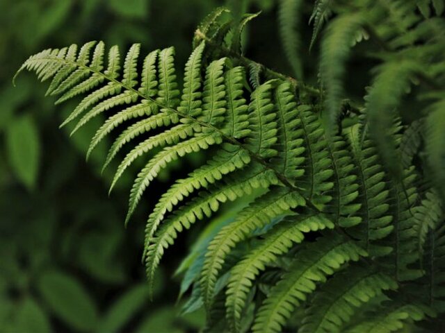 First terrestrial plants (gymnosperms)  21:48