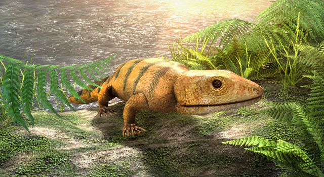 Amphibian age  22:13