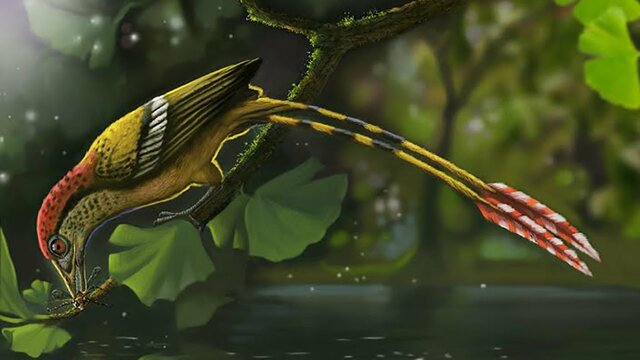 Age of the birds  23:39