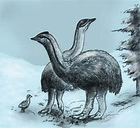 Age of the birds: 23:39