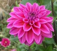 1st angiosperms: 23:22