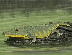 Amphibian age: 22:13