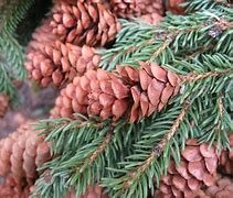 First terrestrial plants (gymnosperms): 21:48