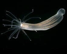 1st life forms: 4:10