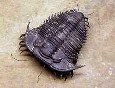 1st most complex life forms: 9:07