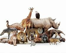 Great explosion of life 9:10