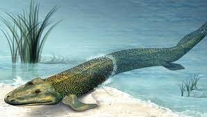 Amphibian age: 22:13