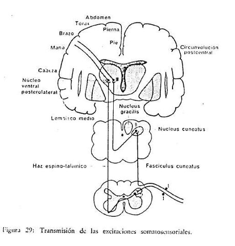 Max von Frey teoría 4 sensaciones cutáneas