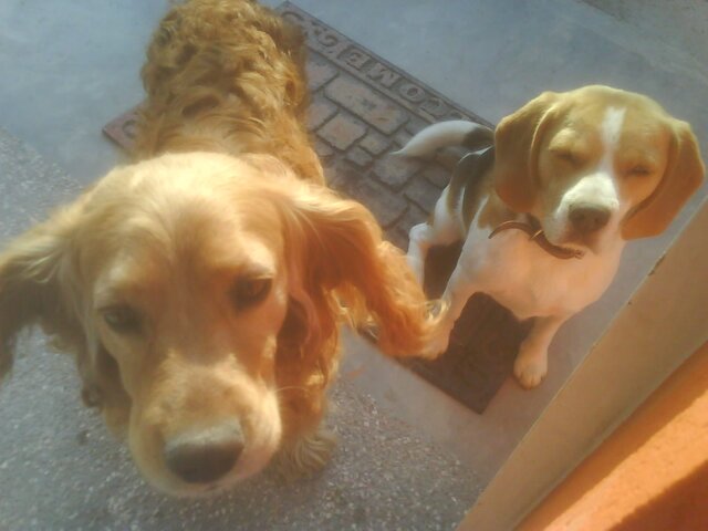 Mis primeras mascotas