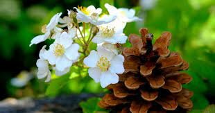 1st angiosperms: 23:22