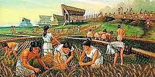 7500 A.C. Descobriment de l'agricultura