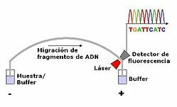 Secuenciación del ADN