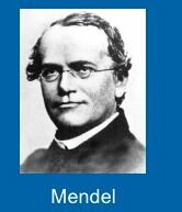 Gregor Mendel