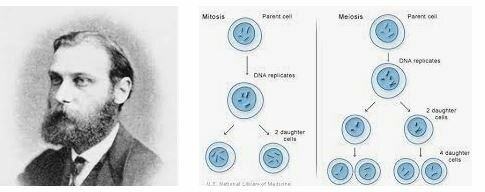 Se descubrieron los procesos de meiosis y mitosis