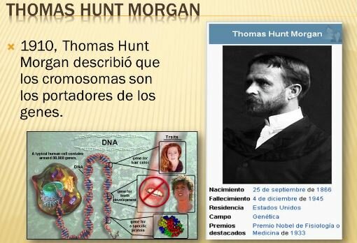 Morgan demuestra que los genes residen en el cromosoma
